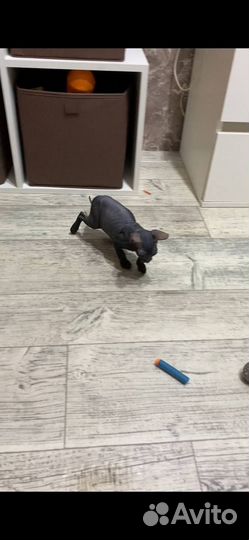 Донской сфинкс