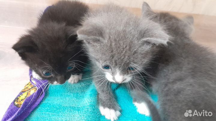Отдам котят в добрые руки