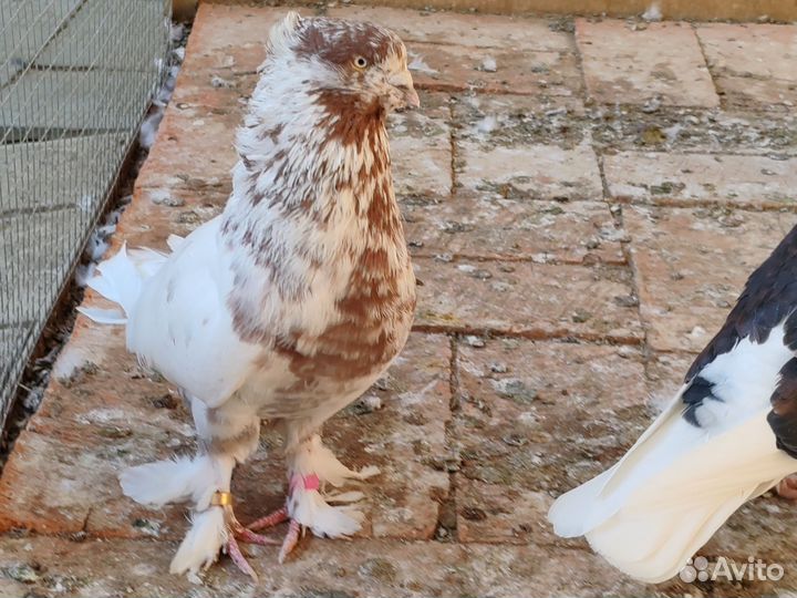 Узбекские Голуби Андижанские голуби