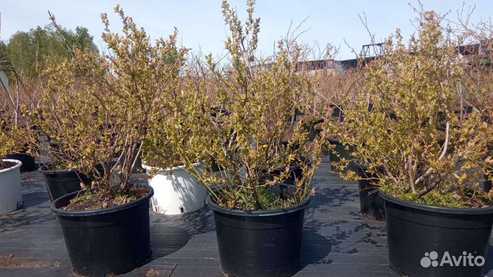 Саженцы голубики