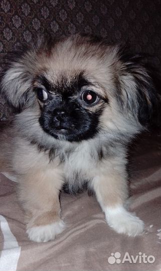 Продам щенков пикенеса