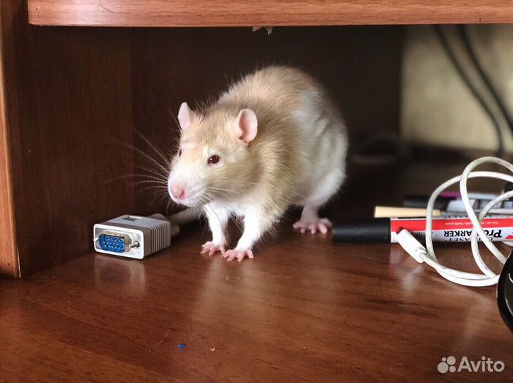 Отдам крысят (чит опис)