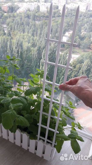 Опоры новые для вьющихся растений