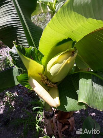 Банановое дерево