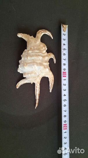 Ракушка морская 