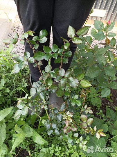 Роза Пампонелла