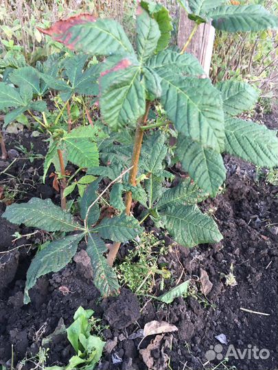 Продам саженцы каштана