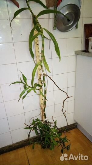 Золотой ус лечебный