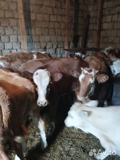 Мясо говядина