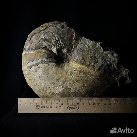 Наутилус Cymatoceras окаменелость ископаемое