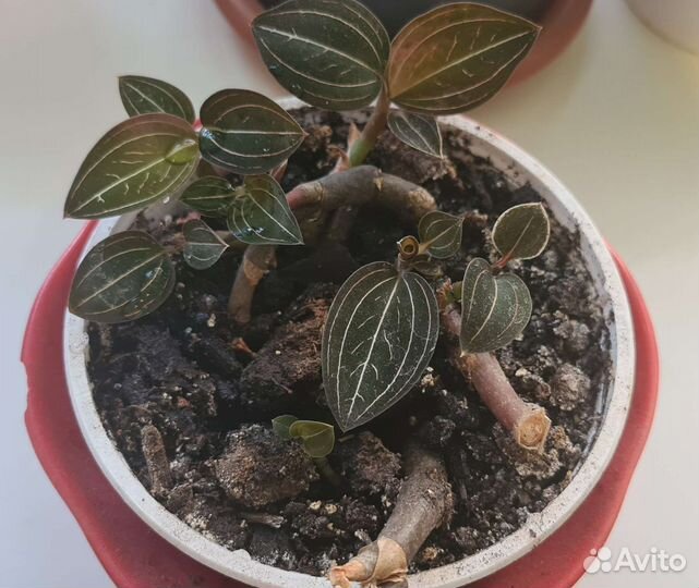 Лудизия орхидея драгоценная