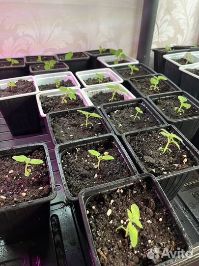 Павловния Z07 Pao Tong саженцы и семена