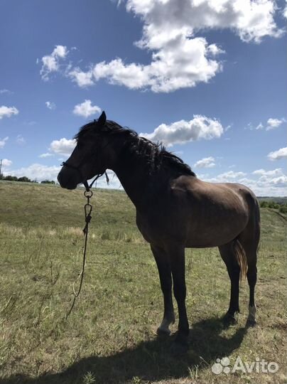 Продажа лошадей