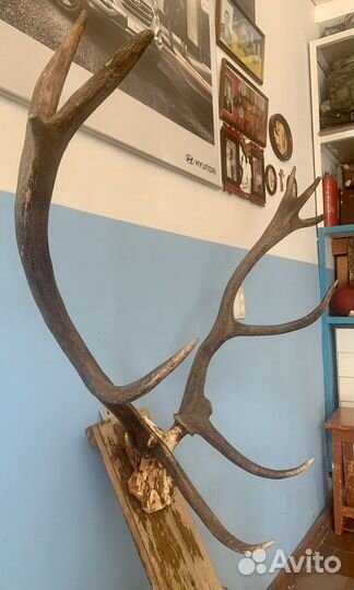 Большие Рога оленя