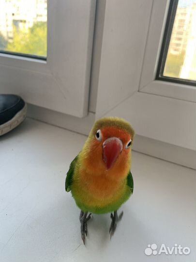 Попугай неразлучники ручные