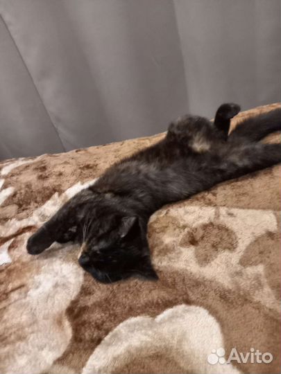 Кошка в дар