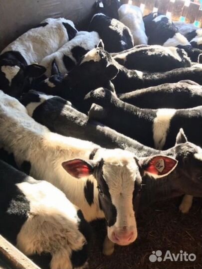 Бычки и телята