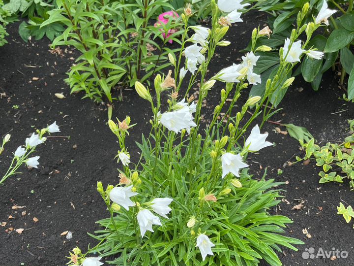 Многолетки