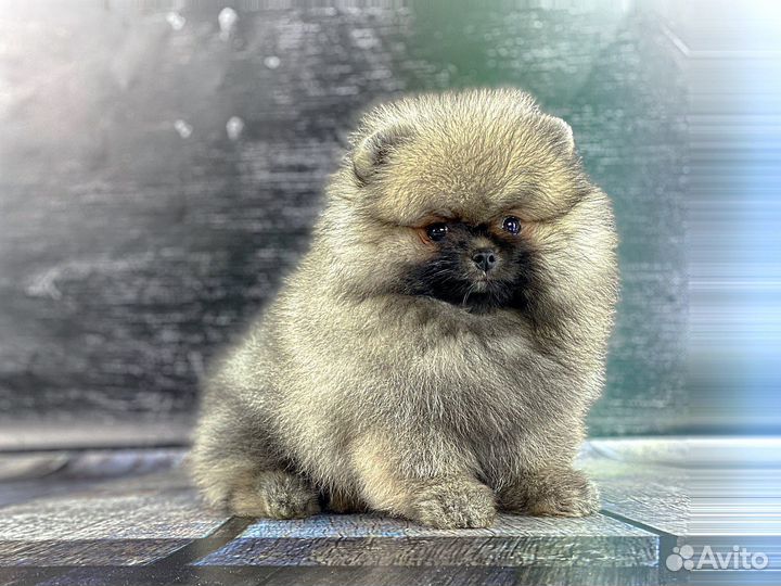 Шпиц