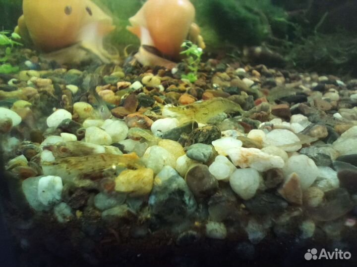 Ампулярии, растения, креветки в аквариум