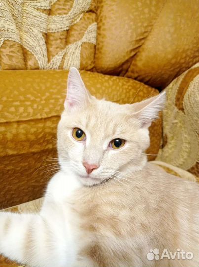 Кот в добрые руки