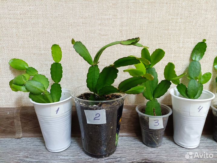 Рипсалидопсис, укоренённые черенки