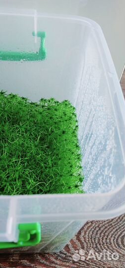 Свежий мох сфагнум