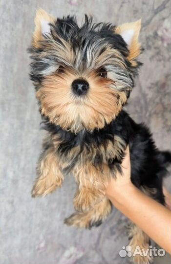 Йоркширский терьер девочка