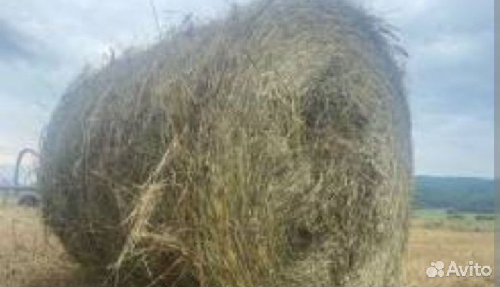 Сено в тюках