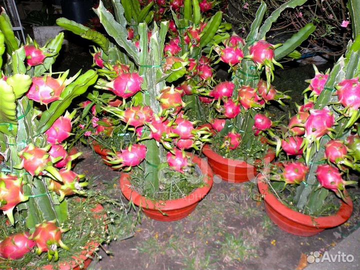 Питахайя, драконий фрукт