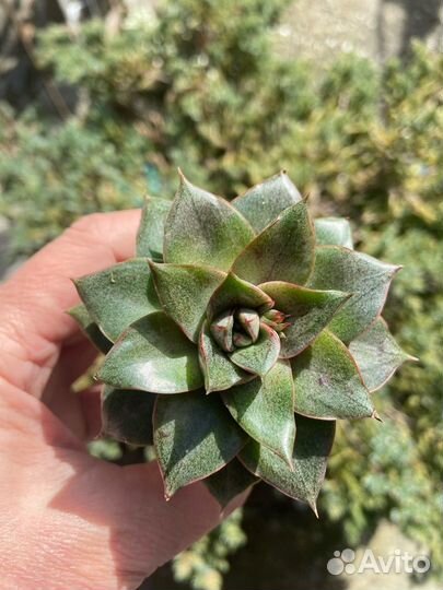 Суккуленты