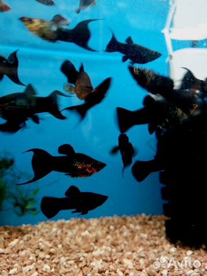 Аквариумные рыбки