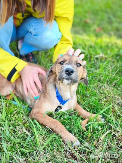 Собака в дар