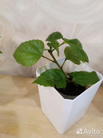 Гибискус китайская роза