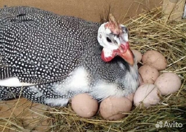 Инкубационное яйцо цесарки