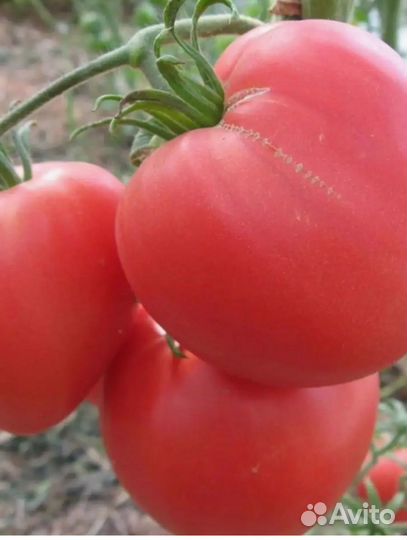 Рассада помидор
