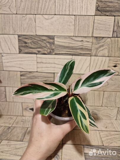 Строманта триколор