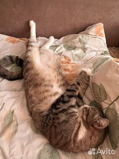 Кот стерилизованный