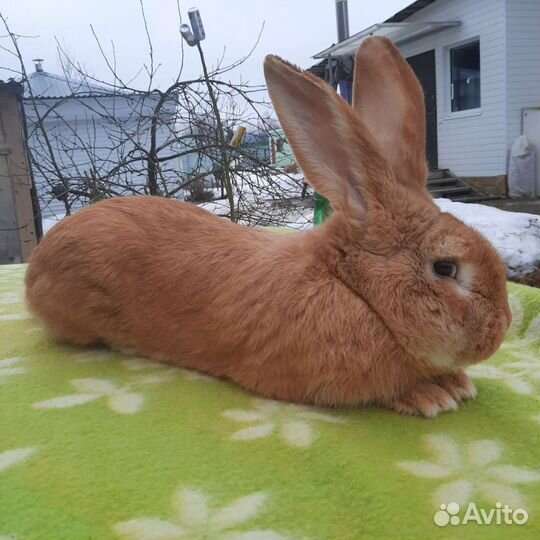 Кролики великаны