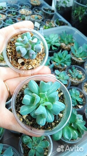 Суккуленты эхеверии