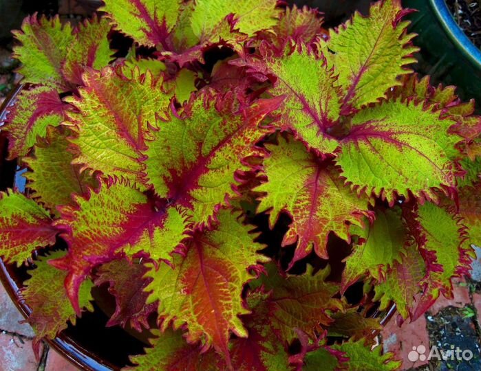 Колеусы рассада