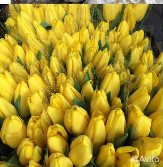 Луковицы тюльпанов для клумбы