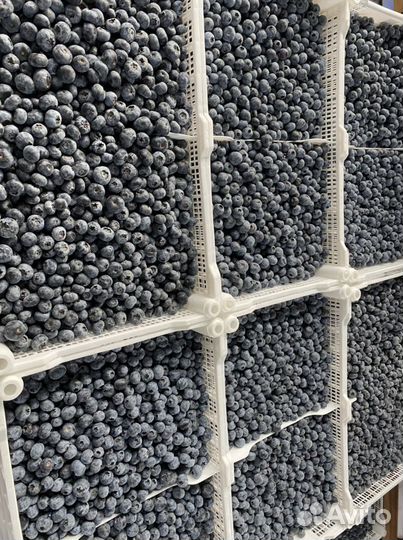 Ягода Голубика свежая 3 кг, доставка, цена за кг