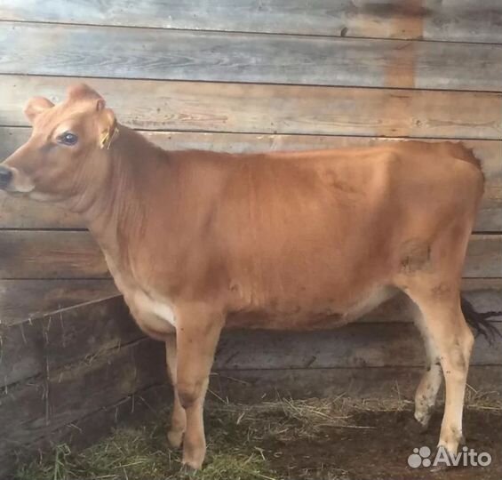 Чистопородная телочка джерсейской породы