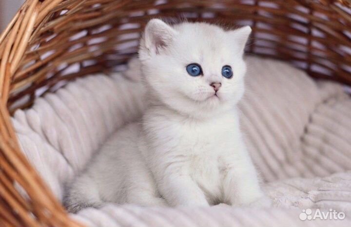 Британские серебристые шиншиллы