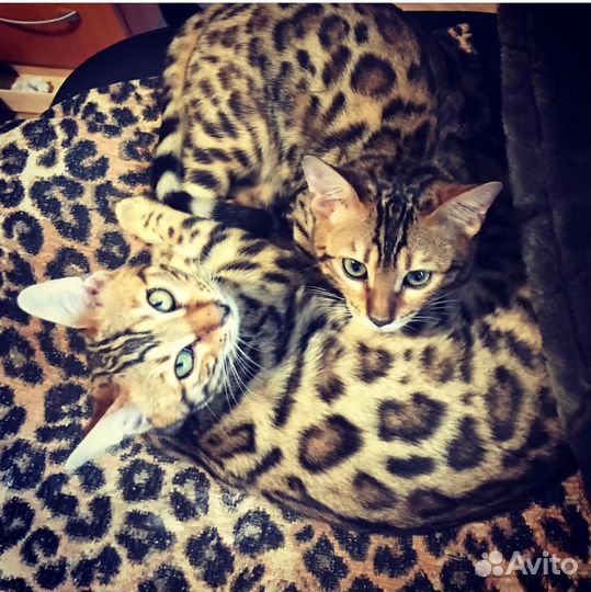 Бенгалтская кошка