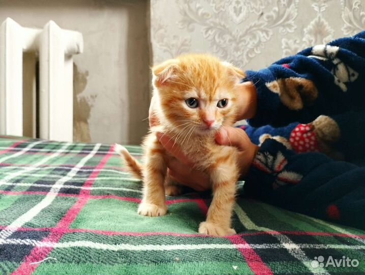 Котята отдам бесплатно