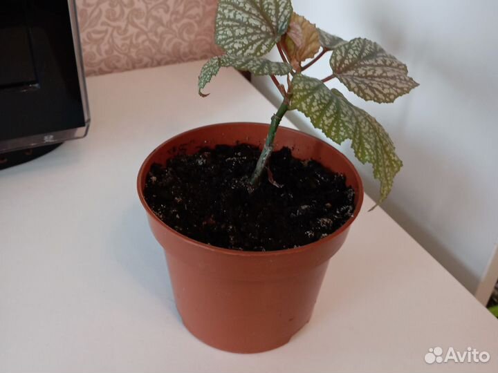 Бегония серебристая