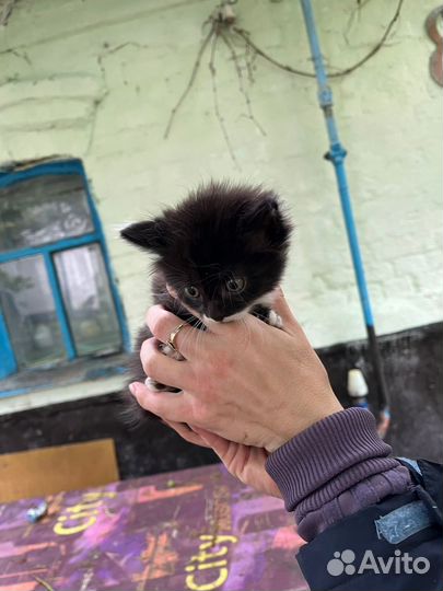 Отдам котенка в добрые руки