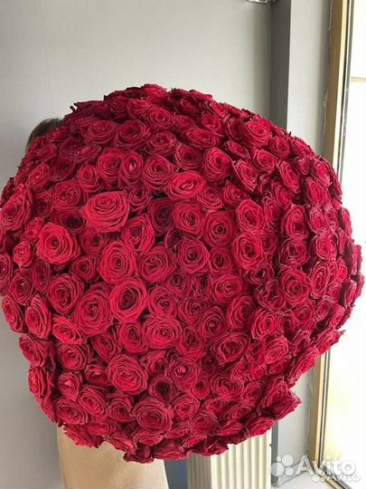 Цветы Красная Роза 41 51 101 премиум Розы